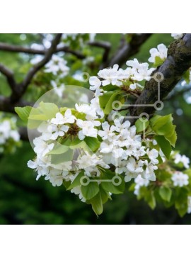 Intra Συλλεκτικό Ξύλινο Παζλ Plywood  4mm - Κλαδί δέντρου με λευκά λουλούδια και πράσινα φύλλα Σε Ξύλινο Κουτί - Διαστάσεις: 10x10 cm – 25 κομμάτια