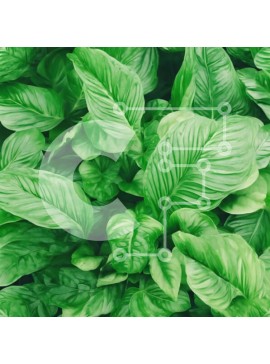 Intra Συλλεκτικό Ξύλινο Παζλ Plywood  4mm - Κοντινό πλάνο του φυτού πράσινου βασιλικού Σε Ξύλινο Κουτί - Διαστάσεις: 10x10 cm – 25 κομμάτια