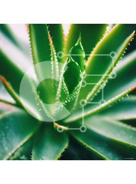 Intra Συλλεκτικό Ξύλινο Παζλ Plywood  4mm - Κοντινό πλάνο του φυτού Aloe Vera με σταγονίδια νερού Σε Ξύλινο Κουτί - Διαστάσεις: 10x10 cm – 25 κομμάτια