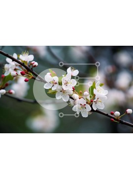 Intra Συλλεκτικό Ξύλινο Παζλ Plywood  4mm - Κλαδί δέντρου με λευκά λουλούδια Σε Ξύλινο Κουτί - Διαστάσεις: 10x10 cm – 25 κομμάτια