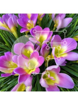 Intra Συλλεκτικό Ξύλινο Παζλ Plywood  4mm - Μπουκέτο με μωβ και κίτρινα λουλούδια σε γρασίδι Σε Ξύλινο Κουτί - Διαστάσεις: 10x10 cm – 25 κομμάτια