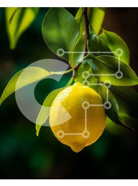 Intra Συλλεκτικό Ξύλινο Παζλ Plywood  4mm - Φρέσκο ​​λεμόνι που κρέμεται από κλαδί πορτοκαλιάς Σε Ξύλινο Κουτί - Διαστάσεις: 10x10 cm – 25 κομμάτια