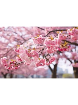 Intra Συλλεκτικό Ξύλινο Παζλ Plywood  4mm - Ροζ άνθη κερασιάς στο πάρκο Σε Ξύλινο Κουτί - Διαστάσεις: 10x10 cm – 25 κομμάτια