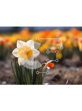 Intra Συλλεκτικό Ξύλινο Παζλ Plywood  4mm - Πεδίο με κίτρινους και λευκούς νάρκισσους Σε Ξύλινο Κουτί - Διαστάσεις: 10x10 cm – 25 κομμάτια