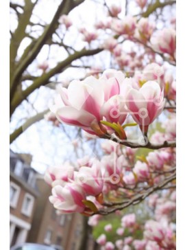 Σετ των 2 Intra Συλλεκτικό Ξύλινο Παζλ Plywood  4mm - Ροζ και λευκό δέντρο μανόλιας σε πλήρη άνθιση Σε Ξύλινο Κουτί - Διαστάσεις: 10x10 cm – 25 κομμάτια