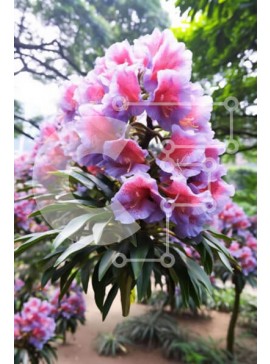 Σετ των 2 Intra Συλλεκτικό Ξύλινο Παζλ Plywood  4mm - Ζωντανά μωβ λουλούδια στον ανθισμένο κήπο Σε Ξύλινο Κουτί - Διαστάσεις: 10x10 cm – 25 κομμάτια