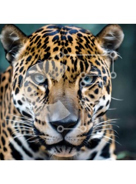 Intra Συλλεκτικό Ξύλινο Παζλ Plywood  4mm - Jaguar με μπλε μάτια κοιτάζοντας την κάμερα Σε Ξύλινο Κουτί - Διαστάσεις: 10x10 cm – 25 κομμάτια