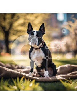 Intra Συλλεκτικό Ξύλινο Παζλ Plywood  4mm - Μαύρο και άσπρο Boston Terrier Dog in the Park Σε Ξύλινο Κουτί - Διαστάσεις: 10x10 cm – 25 κομμάτια