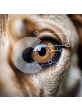 Intra Συλλεκτικό Ξύλινο Παζλ Plywood  4mm - Κοντινό πλάνο του ματιού ενός σκύλου με καστανά μάτια Σε Ξύλινο Κουτί - Διαστάσεις: 10x10 cm – 25 κομμάτια
