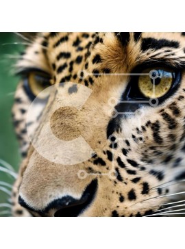 Intra Συλλεκτικό Ξύλινο Παζλ Plywood  4mm - Περίεργη λεοπάρδαλη που κοιτάζει κατευθείαν στην κάμερα Σε Ξύλινο Κουτί - Διαστάσεις: 10x10 cm – 25 κομμάτια