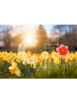 Intra Συλλεκτικό Ξύλινο Παζλ Plywood  4mm - Πεδίο με κίτρινους και κόκκινους νάρκισσους στον εορτασμό της πρώιμης άνοιξης Σε Ξύλινο Κουτί - Διαστάσεις Puzzle: 10x10 cm – 25 κομμάτια