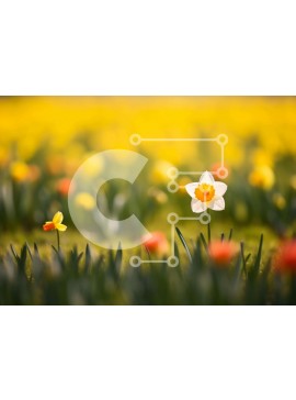 Intra Συλλεκτικό Ξύλινο Παζλ Plywood  4mm - Πεδίο με κίτρινους και πορτοκαλί νάρκισσους Σε Ξύλινο Κουτί - Διαστάσεις: 10x10 cm – 25 κομμάτια