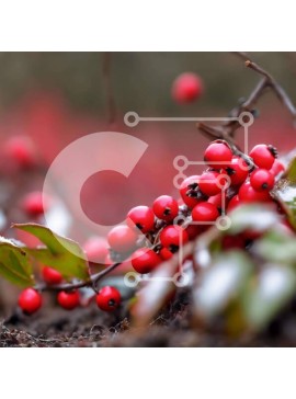 Intra Συλλεκτικό Ξύλινο Παζλ Plywood  4mm - Φυτό κόκκινων μούρων με χιόνι Σε Ξύλινο Κουτί - Διαστάσεις: 10x10 cm – 25 κομμάτια