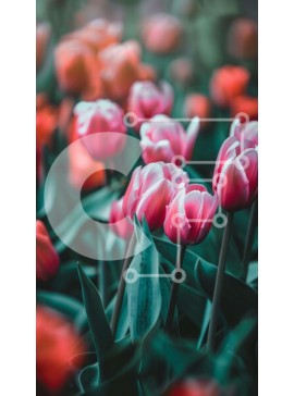 Σετ των 2 Intra Συλλεκτικό Ξύλινο Παζλ Plywood  4mm - Πολύχρωμος κήπος τουλιπών Σε Ξύλινο Κουτί - Διαστάσεις: 10x10 cm – 25 κομμάτια