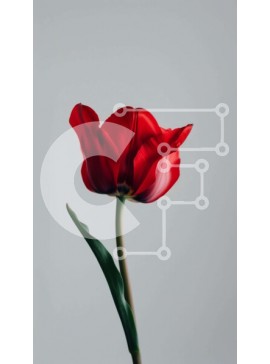 Σετ των 2 Intra Συλλεκτικό Ξύλινο Παζλ Plywood  4mm - Μονό κόκκινο λουλούδι τουλίπας σε όρθιο βάζο Σε Ξύλινο Κουτί - Διαστάσεις: 10x10 cm – 25 κομμάτια