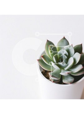 Intra Συλλεκτικό Ξύλινο Παζλ Plywood  4mm - Μικρό παχύφυτο σε λευκή γλάστρα Σε Ξύλινο Κουτί - Διαστάσεις: 10x10 cm – 25 κομμάτια