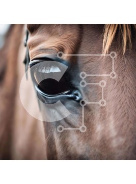 Intra Συλλεκτικό Ξύλινο Παζλ Plywood  4mm - Κοντινό πλάνο του Brown Horse's Eye Σε Ξύλινο Κουτί - Διαστάσεις: 10x10 cm – 25 κομμάτια