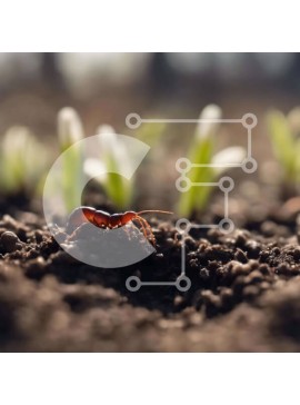 Intra Συλλεκτικό Ξύλινο Παζλ Plywood  4mm - Καφέ μυρμήγκι που περπατά μέσα από το έδαφος Σε Ξύλινο Κουτί - Διαστάσεις: 10x10 cm – 25 κομμάτια