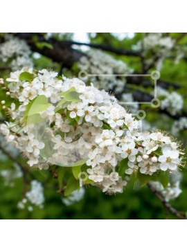 Intra Συλλεκτικό Ξύλινο Παζλ Plywood  4mm - Κλαδί δέντρου με λευκά λουλούδια και πράσινα φύλλα Σε Ξύλινο Κουτί - Διαστάσεις: 10x10 cm – 25 κομμάτια