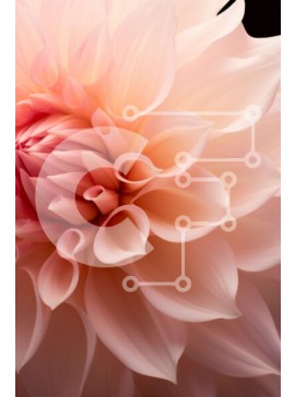 Σετ των 2 Intra Συλλεκτικό Ξύλινο Παζλ Plywood  4mm - Ανθισμένο ροζ λουλούδι σε μαύρο φόντο Σε Ξύλινο Κουτί - Διαστάσεις: 10x10 cm – 25 κομμάτια