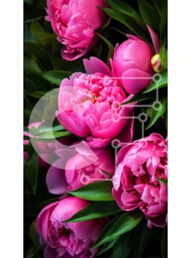 Σετ των 2 Intra Συλλεκτικό Ξύλινο Παζλ Plywood  4mm - Μπουκέτο με ροζ παιώνιες σε πλήρη άνθιση Σε Ξύλινο Κουτί - Διαστάσεις: 10x10 cm – 25 κομμάτια