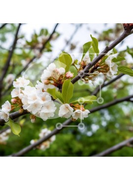 Intra Συλλεκτικό Ξύλινο Παζλ Plywood  4mm - Κλαδί δέντρου με λευκά λουλούδια και πράσινα φύλλα Σε Ξύλινο Κουτί - Διαστάσεις: 10x10 cm – 25 κομμάτια