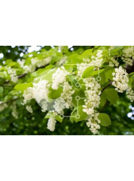 Intra Συλλεκτικό Ξύλινο Παζλ Plywood  4mm - Λευκά λουλούδια που ανθίζουν σε κλαδί δέντρου σε αστικό περιβάλλον Σε Ξύλινο Κουτί - Διαστάσεις: 10x10 cm – 25 κομμάτια