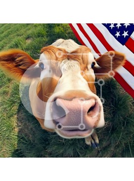 Intra Συλλεκτικό Ξύλινο Παζλ Plywood  4mm - Περίεργη αγελάδα και αμερικανική σημαία Σε Ξύλινο Κουτί - Διαστάσεις: 10x10 cm – 25 κομμάτια