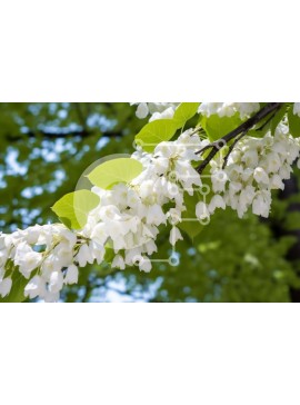 Intra Συλλεκτικό Ξύλινο Παζλ Plywood  4mm - Κλαδί δέντρου με λευκά λουλούδια και πράσινα φύλλα Σε Ξύλινο Κουτί - Διαστάσεις: 10x10 cm – 25 κομμάτια