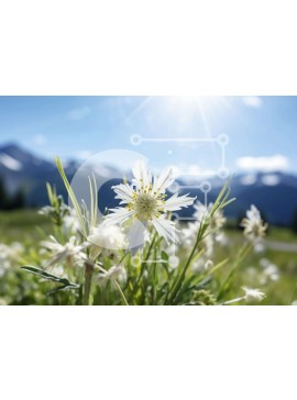 Intra Συλλεκτικό Ξύλινο Παζλ Plywood  4mm - Λευκό λουλούδι στο Λιβάδι με φόντο το βουνό Σε Ξύλινο Κουτί - Διαστάσεις: 10x10 cm – 25 κομμάτια