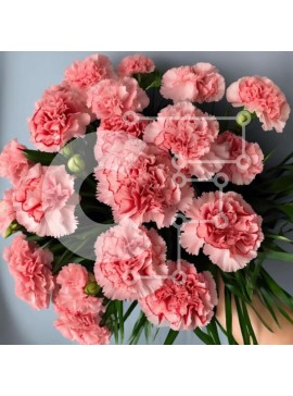 Intra Συλλεκτικό Ξύλινο Παζλ Plywood  4mm - Μπουκέτο με ροζ γαρύφαλλα Σε Ξύλινο Κουτί - Διαστάσεις: 10x10 cm – 25 κομμάτια