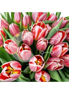 Intra Συλλεκτικό Ξύλινο Παζλ Plywood  4mm - Ροζ τουλίπα μπουκέτο σε πλήρη άνθιση Σε Ξύλινο Κουτί - Διαστάσεις: 10x10 cm – 25 κομμάτια