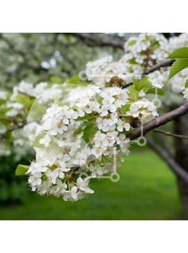 Intra Συλλεκτικό Ξύλινο Παζλ Plywood  4mm - Κλαδί δέντρου με λευκά λουλούδια και πράσινα φύλλα Σε Ξύλινο Κουτί - Διαστάσεις: 10x10 cm – 25 κομμάτια