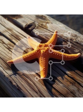 Intra Συλλεκτικό Ξύλινο Παζλ Plywood  4mm - Πορτοκαλί αστερίας σε ξύλινη σανίδα Σε Ξύλινο Κουτί - Διαστάσεις: 10x10 cm – 25 κομμάτια