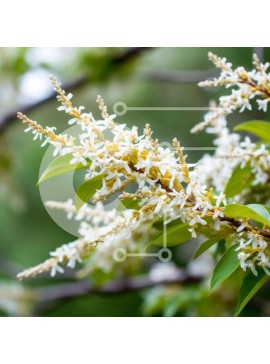 Intra Συλλεκτικό Ξύλινο Παζλ Plywood  4mm - Κλαδί δέντρου με λευκά λουλούδια και πράσινα φύλλα Σε Ξύλινο Κουτί - Διαστάσεις: 10x10 cm – 25 κομμάτια