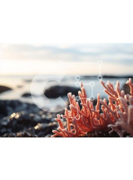 Intra Συλλεκτικό Ξύλινο Παζλ Plywood  4mm - Ροζ φυτό φυκιών σε παράκτιους βράχους Σε Ξύλινο Κουτί - Διαστάσεις: 10x10 cm – 25 κομμάτια