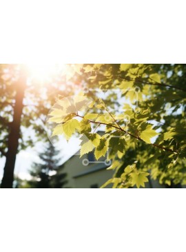 Intra Συλλεκτικό Ξύλινο Παζλ Plywood  4mm - Δέντρο με πράσινα φύλλα και φως του ήλιου Σε Ξύλινο Κουτί - Διαστάσεις: 10x10 cm – 25 κομμάτια