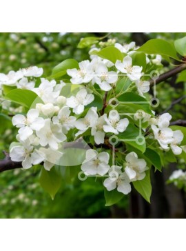 Intra Συλλεκτικό Ξύλινο Παζλ Plywood  4mm - Κλαδί δέντρου με λευκά λουλούδια και πράσινα φύλλα Σε Ξύλινο Κουτί - Διαστάσεις: 10x10 cm – 25 κομμάτια