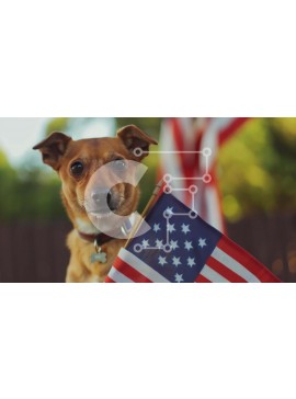 Intra Συλλεκτικό Ξύλινο Παζλ Plywood  4mm - Καφέ σκυλί που κρατά την αμερικανική σημαία Σε Ξύλινο Κουτί - Διαστάσεις: 10x10 cm – 25 κομμάτια