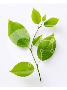 Intra Συλλεκτικό Ξύλινο Παζλ Plywood  4mm - Πράσινα φύλλα σε σχήμα ανάποδου τριγώνου Σε Ξύλινο Κουτί - Διαστάσεις: 10x10 cm – 25 κομμάτια