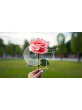 Intra Συλλεκτικό Ξύλινο Παζλ Plywood  4mm - Ροζ τριαντάφυλλο στο χέρι που επιπλέει στον αέρα Σε Ξύλινο Κουτί - Διαστάσεις: 10x10 cm – 25 κομμάτια