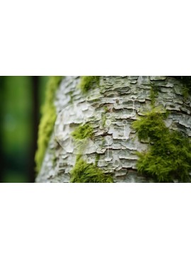 Intra Συλλεκτικό Ξύλινο Παζλ Plywood  4mm - Κοντινό πλάνο του κορμού δέντρου με βρύα και λειχήνες Σε Ξύλινο Κουτί - Διαστάσεις: 10x10 cm – 25 κομμάτια