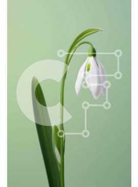 Σετ των 2 Intra Συλλεκτικό Ξύλινο Παζλ Plywood  4mm - Μονό λουλούδι Snowdrop με πράσινα φύλλα Σε Ξύλινο Κουτί - Διαστάσεις: 10x10 cm – 25 κομμάτια