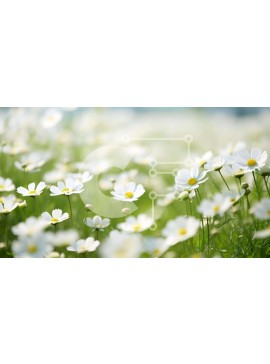 Intra Συλλεκτικό Ξύλινο Παζλ Plywood  4mm - Καταπράσινο χωράφι με λευκές μαργαρίτες Σε Ξύλινο Κουτί - Διαστάσεις: 10x10 cm – 25 κομμάτια