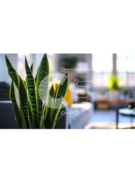 Intra Συλλεκτικό Ξύλινο Παζλ Plywood  4mm - Φυτό σε γλάστρα στο σαλόνι με πράσινα φύλλα Σε Ξύλινο Κουτί - Διαστάσεις Puzzle: 10x10 cm – 25 κομμάτια