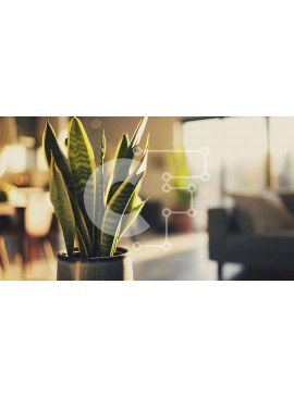 Intra Συλλεκτικό Ξύλινο Παζλ Plywood  4mm - Υγιές φυτό σε γλάστρα στο σαλόνι Σε Ξύλινο Κουτί - Διαστάσεις Puzzle: 10x10 cm – 25 κομμάτια