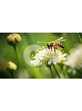 Intra Συλλεκτικό Ξύλινο Παζλ Plywood  4mm - Μέλισσα στο άσπρο λουλούδι Σε Ξύλινο Κουτί - Διαστάσεις: 10x10 cm – 25 κομμάτια