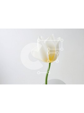 Intra Συλλεκτικό Ξύλινο Παζλ Plywood  4mm - Μονό λευκό λουλούδι τουλίπας σε κενό βάζο Σε Ξύλινο Κουτί - Διαστάσεις: 10x10 cm – 25 κομμάτια