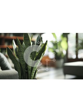 Intra Συλλεκτικό Ξύλινο Παζλ Plywood  4mm - Διακοσμητικό φυτό σε γλάστρα στο σαλόνι με βιβλία Σε Ξύλινο Κουτί - Διαστάσεις Puzzle: 10x10 cm – 25 κομμάτια