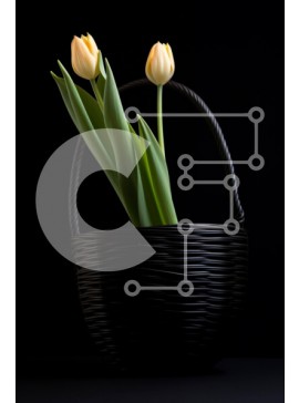 Σετ των 2 Intra Συλλεκτικό Ξύλινο Παζλ Plywood  4mm - Κίτρινες τουλίπες σε ένα ψάθινο καλάθι σε μαύρο φόντο Σε Ξύλινο Κουτί - Διαστάσεις: 10x10 cm – 25 κομμάτια